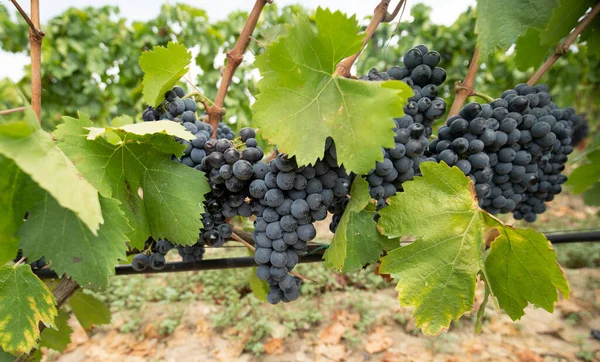 Carignano Del Sulcis Uvas Preparadas Para Vendimia Giba Sur Cerdeña — Foto de Stock