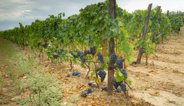 Uva Carignano Del Sulcis Pronta Vendemmia Giba Sardina Meridionale — Foto Stock