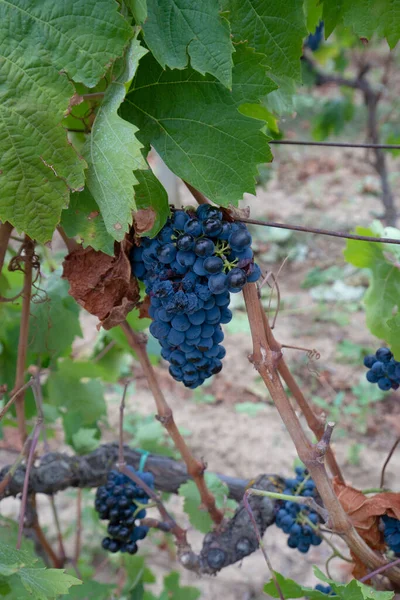 Uva Carignano Del Sulcis Pronta Vendemmia Giba Sardina Meridionale — Foto Stock