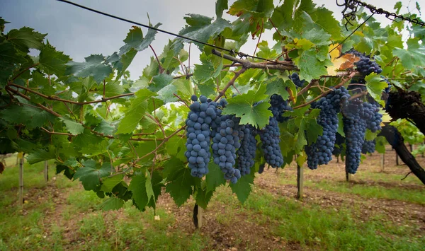 Cannonau Druvor Mogna För Skörd Jerzu Sardinia — Stockfoto