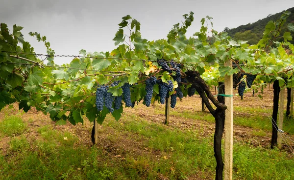 Cannonau Σταφύλια Ώριμα Για Συγκομιδή Jerzu Sardinia — Φωτογραφία Αρχείου