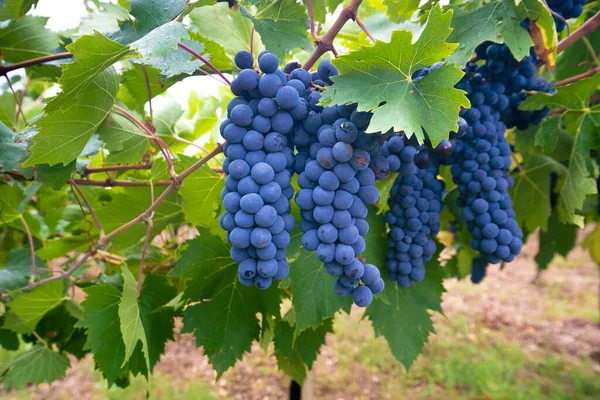 Cannonau Szőlő Érett Szüret Jerzu Szardínia — Stock Fotó