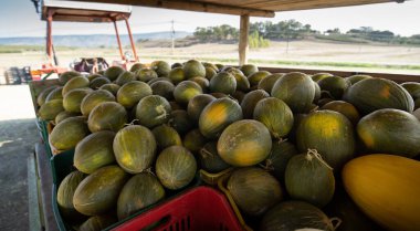 Olgun kavunlar, meyve satışı için arka plan. Karpuz yığını