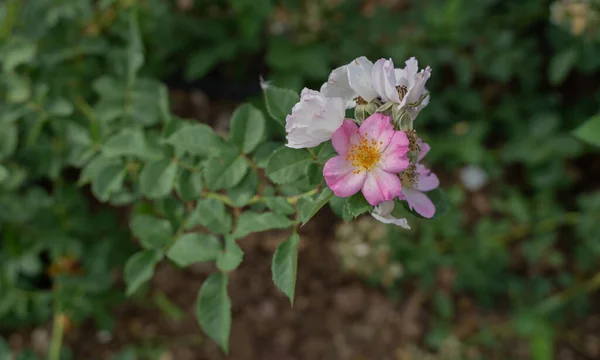 Kwitnienie Dzikiej Różowej Róży Górskiej Rosa Pendulina — Zdjęcie stockowe