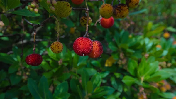 ripe wild strawberry tree ready for harvest, narcao south sardinia