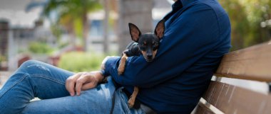 Küçük köpek cinsi pinscher efendinin kollarında dinleniyor.