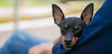 Küçük köpek cinsi pinscher efendinin kollarında dinleniyor.
