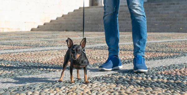 Liten Hund Pinscher Rasen Promenader Med Ägaren — Stockfoto