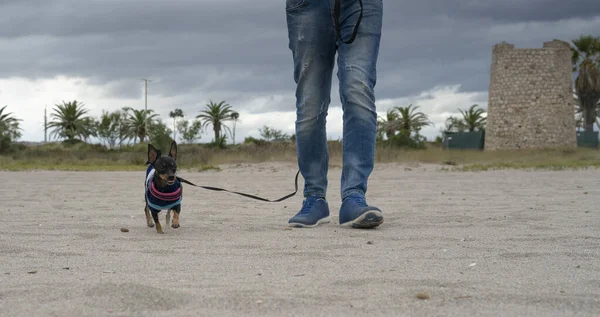 Pequeno Cão Raça Pinscher Que Anda Com Proprietário — Fotografia de Stock