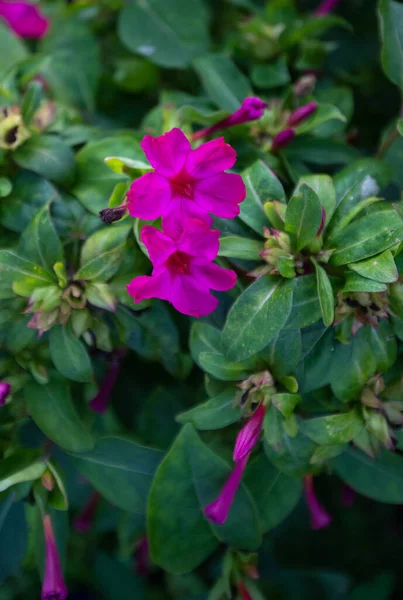 Fioletowe Kwiaty Mirabilis Jalapa Znane Jako Piękno Nocy — Zdjęcie stockowe