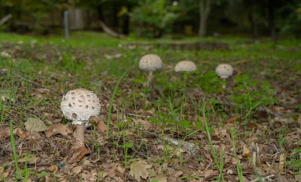 mushrooms of the species 'drumstick' (Macrolepiota procera) in an autumnal colored meadow, Aritzo, central sardinia