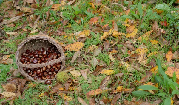 Korb Voller Kastanien Während Der Herbsternte Aritzo Zentrale Sardinen — Stockfoto