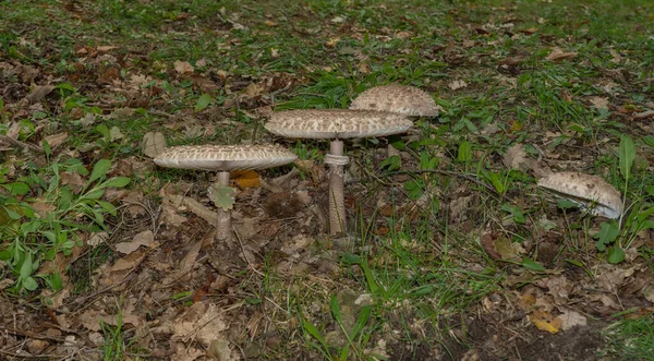 mushrooms of the species \'drumstick\' (Macrolepiota procera) in an autumnal colored meadow, Aritzo, central sardinia