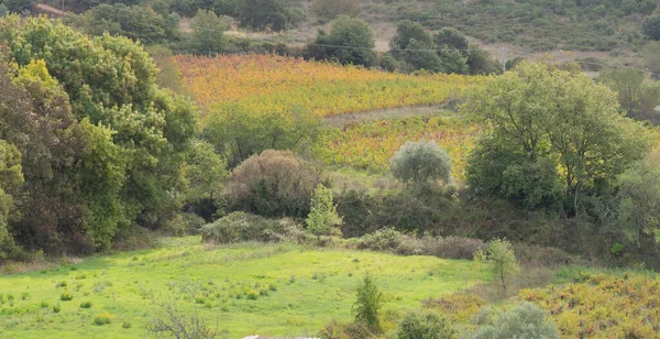 Виноградник Мандролісайського Винограднику Осінніми Кольорами Виникає Центральна Сардинія — стокове фото