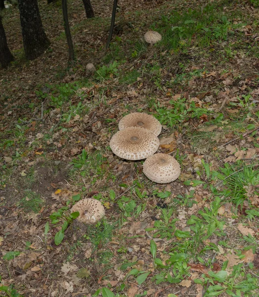 mushrooms of the species 'drumstick' (Macrolepiota procera) in an autumnal colored meadow, Aritzo, central sardinia