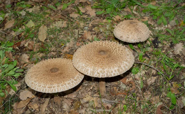 Cogumelos Espécie Drumstick Macrolepiota Procera Prado Cor Outonal Aritzo Sardenha — Fotografia de Stock