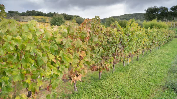 Vigneto Del Vigneto Mandrolisai Con Colori Autunnali Sorgere Sardina Centrale — Foto Stock