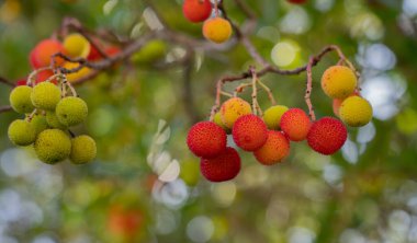 Olgun yabani çilek ağacı hasat için hazır, Narcao, Güney Sardunya
