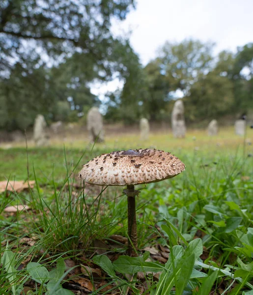 mushrooms of the species \'drumstick\' (Macrolepiota procera) in an autumnal colored meadow, Aritzo, central sardinia
