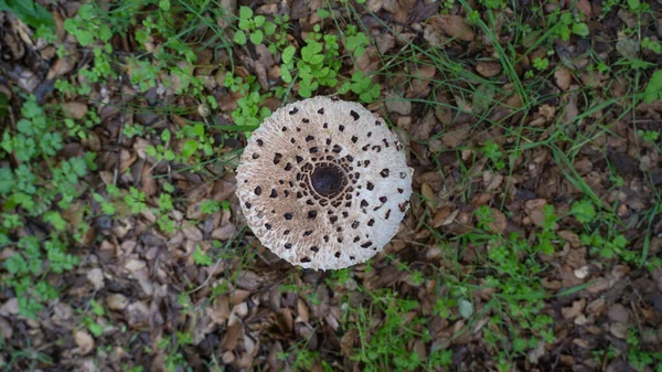 주머니쥐의 Macrolepiota Procera 이탈리아 사르데냐의 언덕같은 색깔의 초원에 위치하고 — 스톡 사진