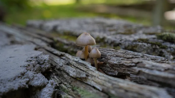 Kleine Ungenießbare Pilze Pluteus Die Früchte Auf Holz Oder Pflanzenresten — Stockfoto