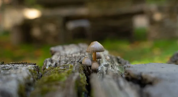 Pequenos Cogumelos Não Comestíveis Pluteus Que Dão Frutos Madeira Resíduos — Fotografia de Stock