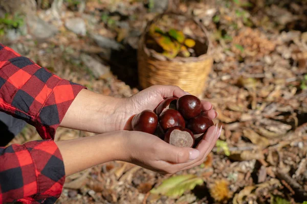 Eine Frau Hält Einen Strauß Kastanien Unterholz Von Aritzo Zentralsardinien — Stockfoto