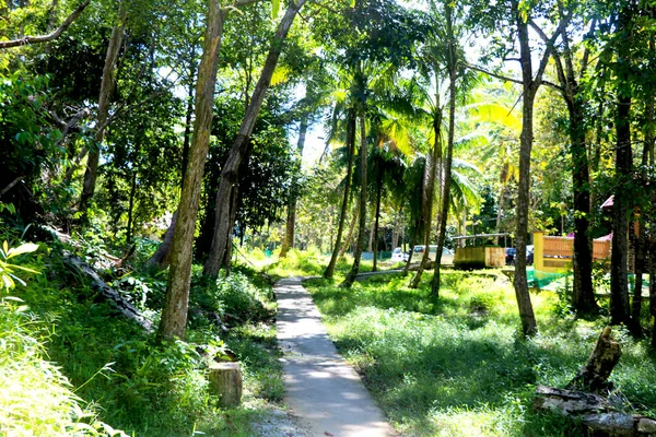 Vista Paisagem Estrada Passando Árvores Centrais Como Julgamento Selva Com — Fotografia de Stock