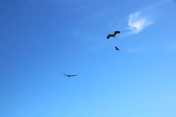 Vogels Vliegen Blauwe Lucht — Stockfoto