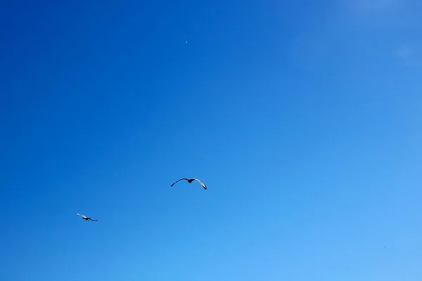 Птахи Летять Блакитному Небі — стокове фото
