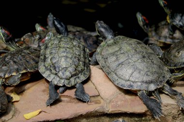 Kaplumbağa sürüsü kilonun yanında suyla oturuyor.