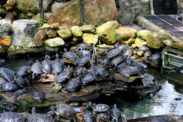 Bir Grup Kaplumbağa Ağaçla Birlikte Kilonun Yanında Oturuyor — Stok fotoğraf