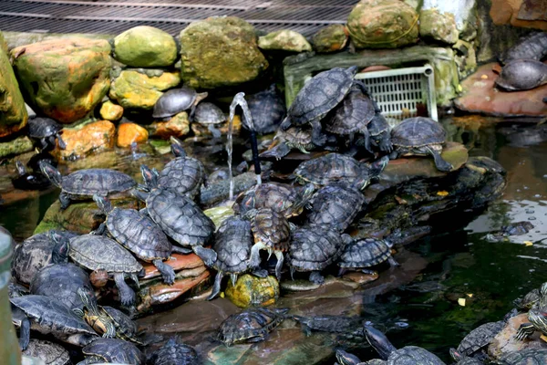 Skupina Želv Sedící Poblíž Librové Strany Vodou Stromem — Stock fotografie