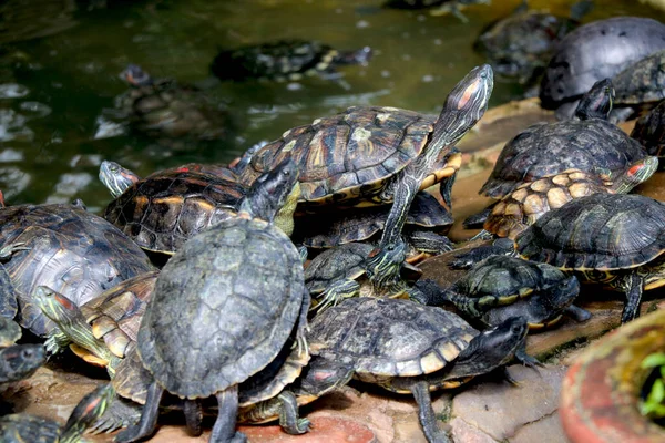 Kaplumbağa Sürüsü Kilonun Yanında Suyla Oturuyor — Stok fotoğraf