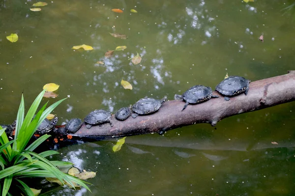 Grupp Sköldpadda Promenader Gren Träd Faller Flodstranden — Stockfoto