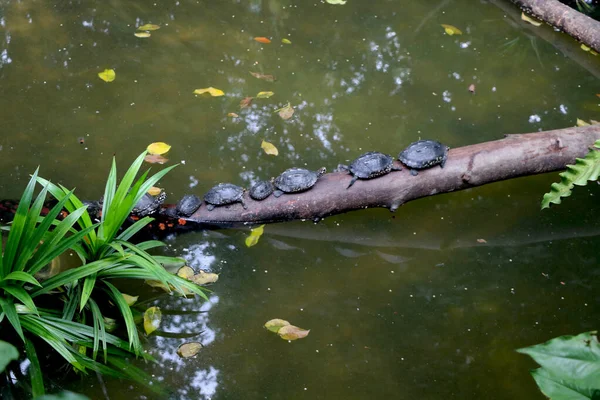 Kaplumbağa Nehir Kıyısına Düşen Ağacın Dalında Yürüyor — Stok fotoğraf