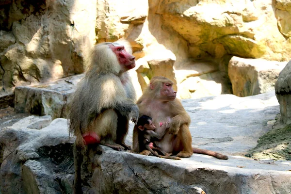 Familia Babuinos Con Pequeña Sentada Zoológico Singapur —  Fotos de Stock