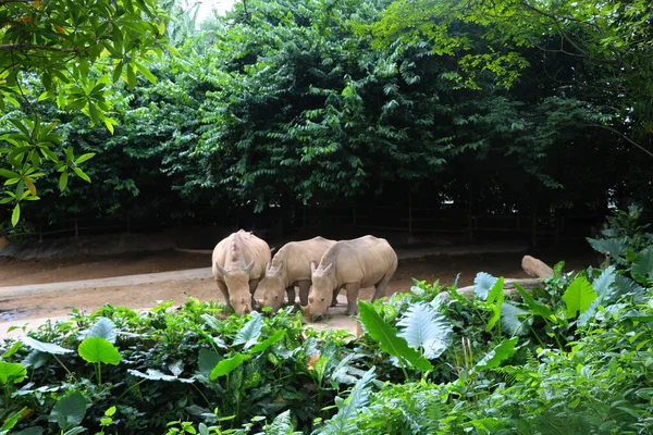 Tři Nosorožci Jedí Jídlo Zoo — Stock fotografie