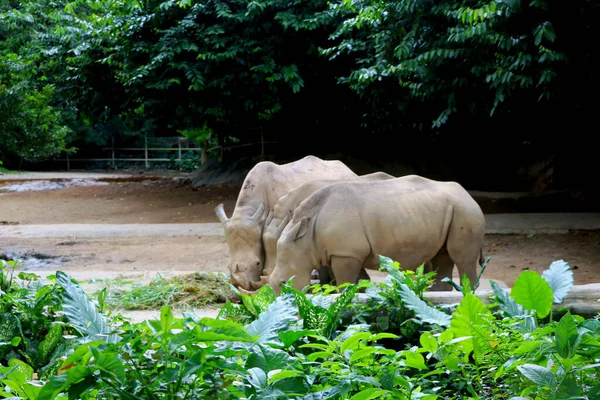 Tres Rinocerontes Están Comiendo Comida Zoológico —  Fotos de Stock