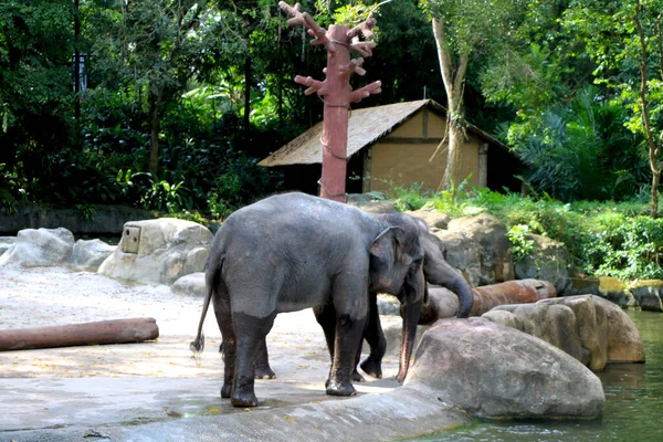 Land Singapore Datum 2020 Tow Olifant Treedt Singapore Zoo — Stockfoto