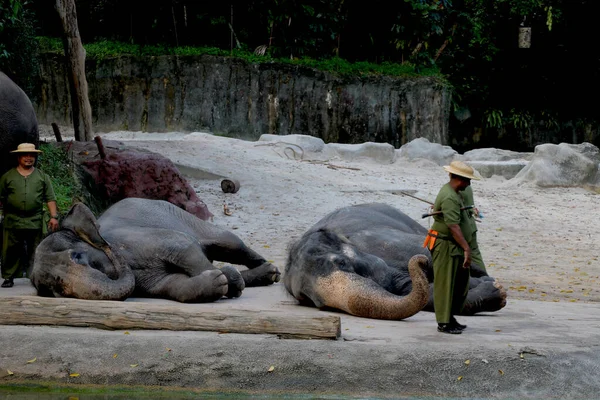 Paese Singapore Date 2020 Elefante Traino Conciatore Esibiranno Allo Zoo — Foto Stock