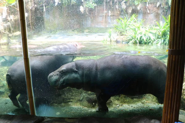 Hipopótamo Agua Acuario Agua Zoológico —  Fotos de Stock