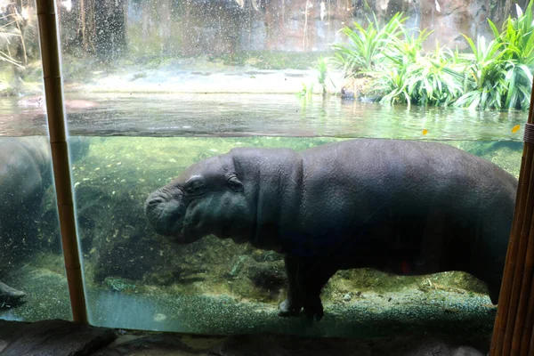 Hipopótamo Agua Acuario Agua Zoológico —  Fotos de Stock