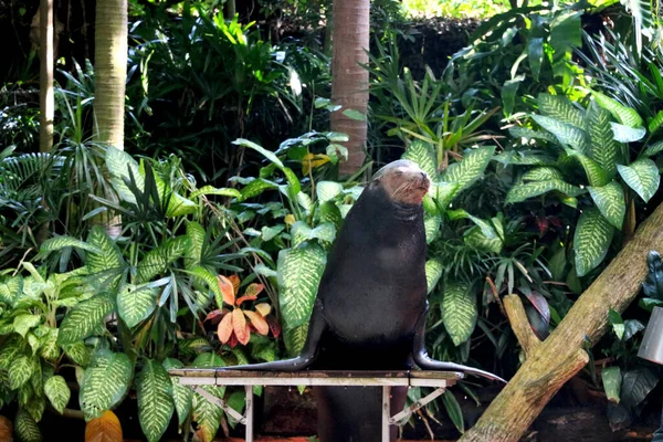 Negara Singapura Tanggal 2020 Seal Melakukan Pertunjukan Kebun Binatang Singapore — Stok Foto