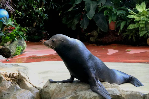 Land Singapore Datum 2020 Seal Treedt Singapore Zoo — Stockfoto
