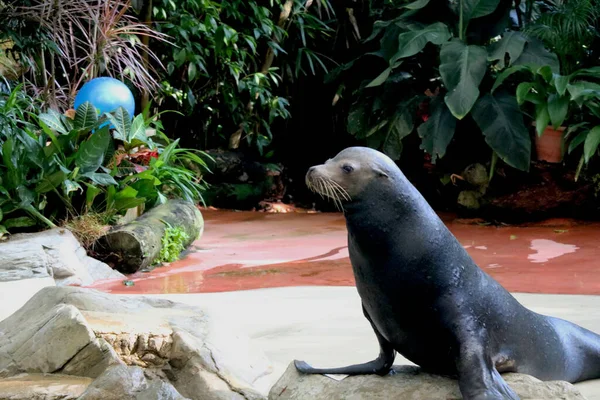 Land Singapore Datum 2020 Seal Treedt Singapore Zoo — Stockfoto