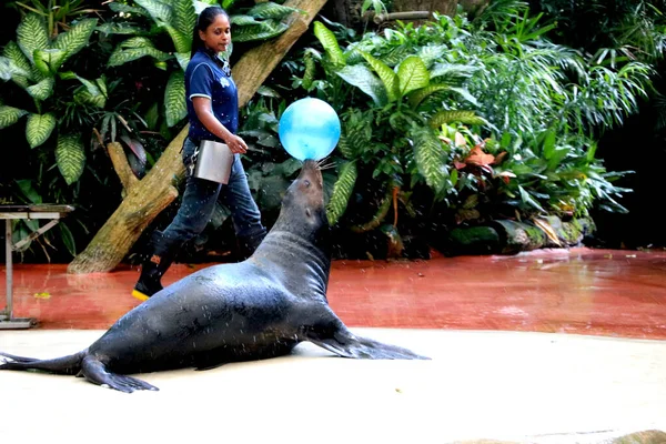 Land Singapore Datum 2020 Seal Met Trainer Treedt Singapore Zoo — Stockfoto