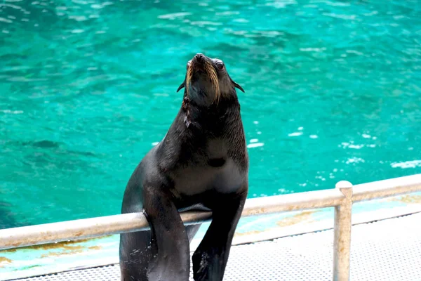 Seal Produit Spectacle Avec Fond Eau Bleue — Photo