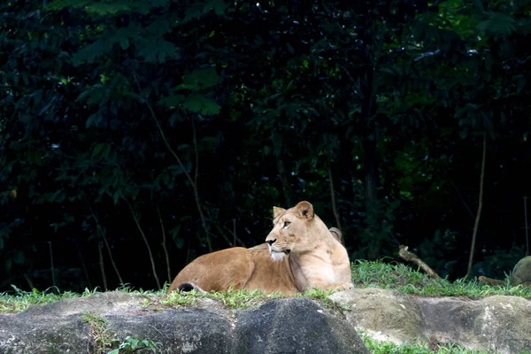 Lion Lionne Est Assis Sur Rocher Zoo — Photo