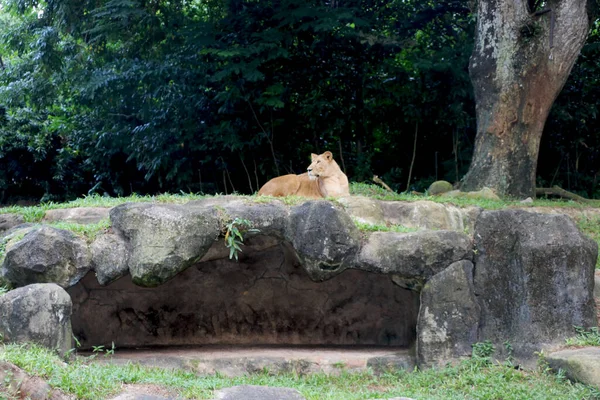 Leão Leoa Está Sentado Rocha Zoológico — Fotografia de Stock